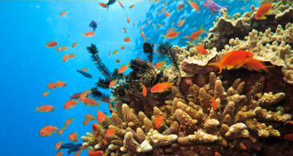 Great Barrier Reef